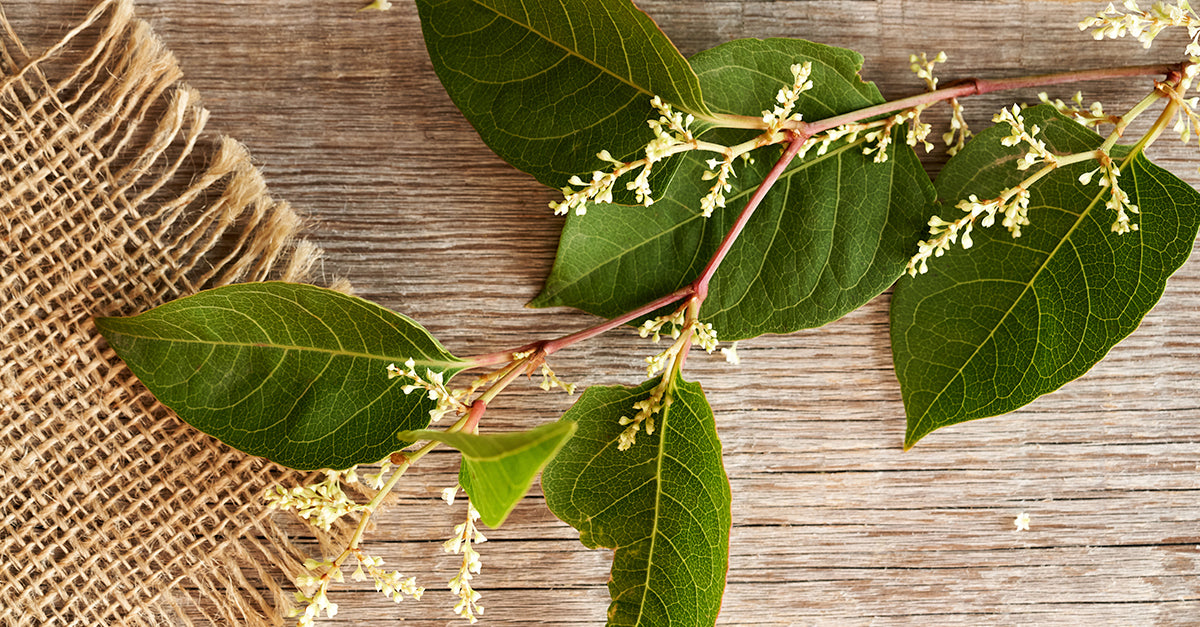 Japanese knotweed leaves containing Resveratrol (or Reynoutria japonica) and flowers on a wooden table, top view